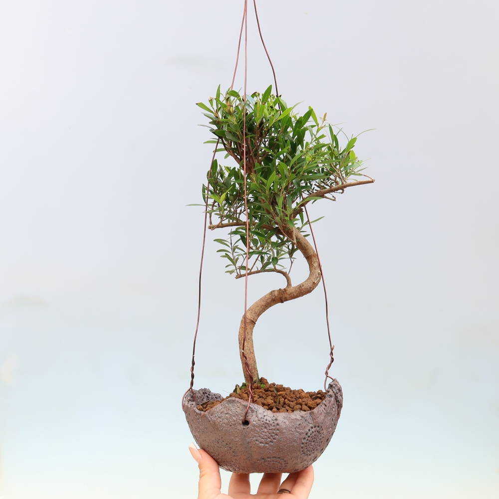 Kokedama w ceramicznej doniczce – Syzygium – drzewo pimentowe