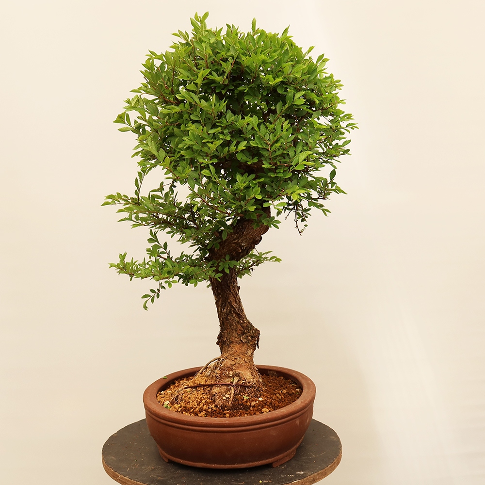 Bonsai na świeżym powietrzu - Zelkova - Zelkova NIRE