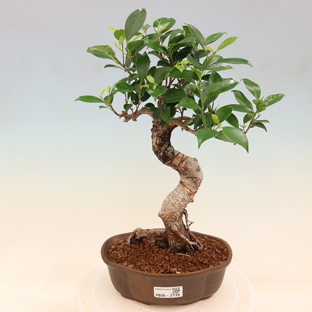 Pokój bonsai - Ficus retusa - figowiec drobnolistny