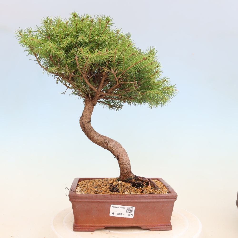 Outdoor bonsai - Świerk pospolity - Picea glauca globe