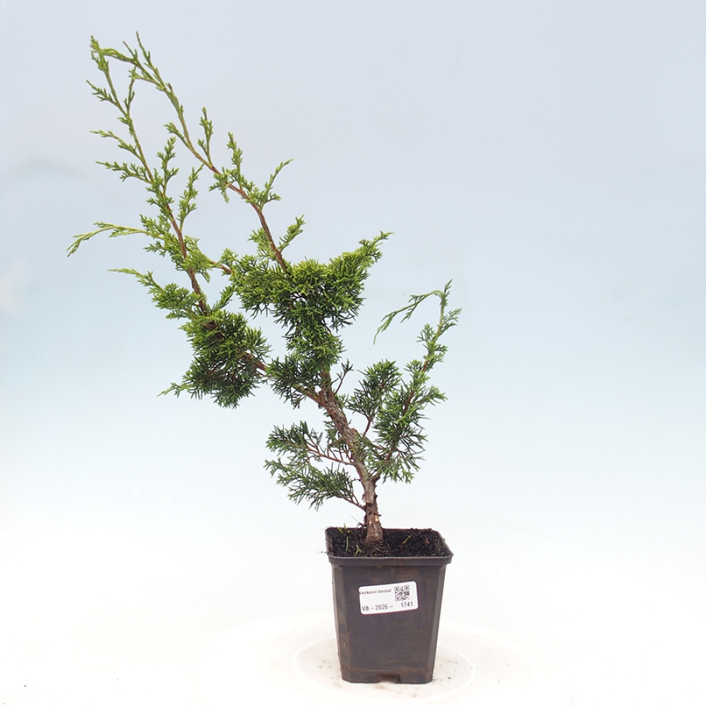 Outdoor bonsai - Juniperus chinensis Itoigawa