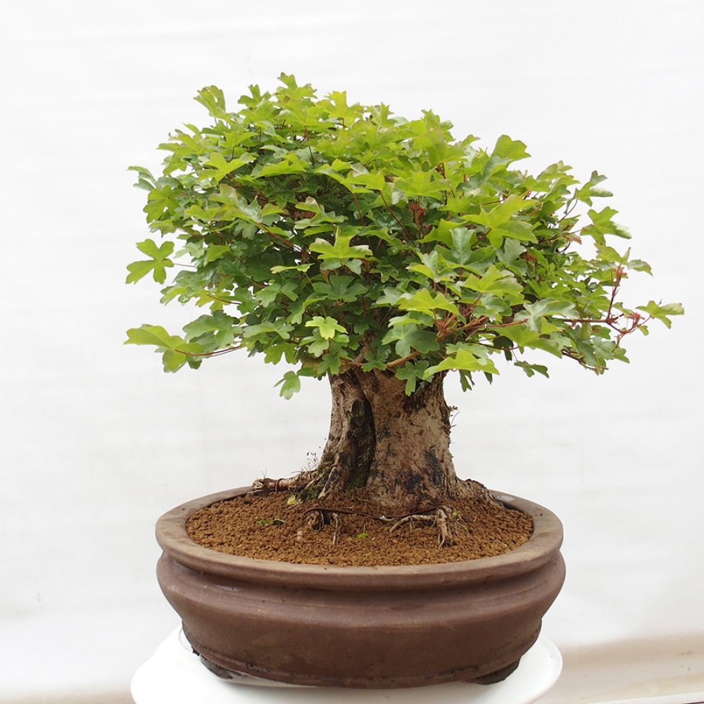 Outdoor-Bonsai - Acer Campestre - Baby-Ahorn