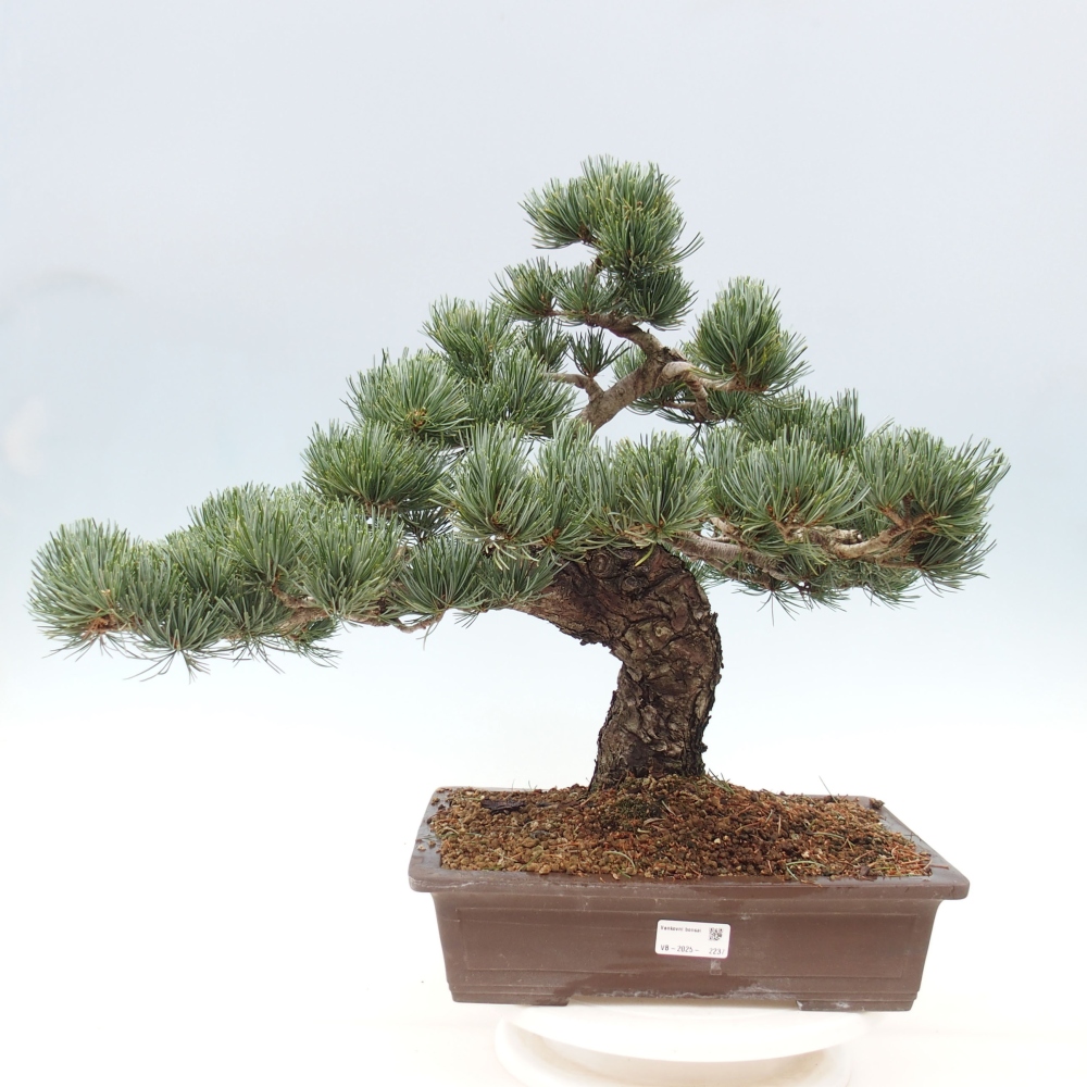 Outdoor bonsai - Pinus parviflora - Mała sosna