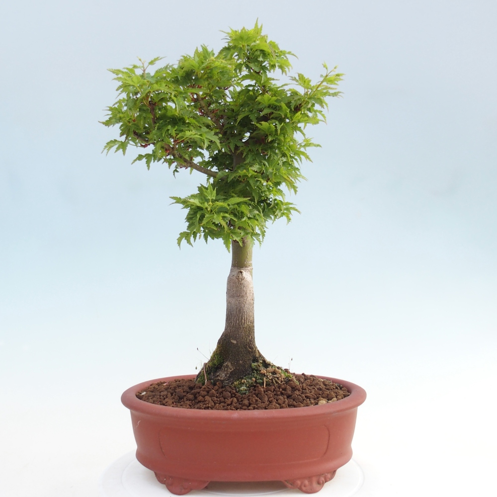 Outdoor bonsai - palma jaworowa Acer palmatum Shishigashira