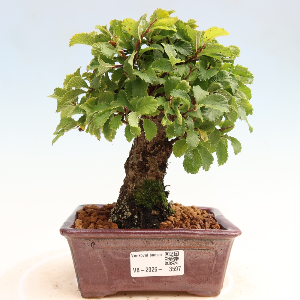 Bonsai zewnętrzne - Zelkova - Zelkova NIRE