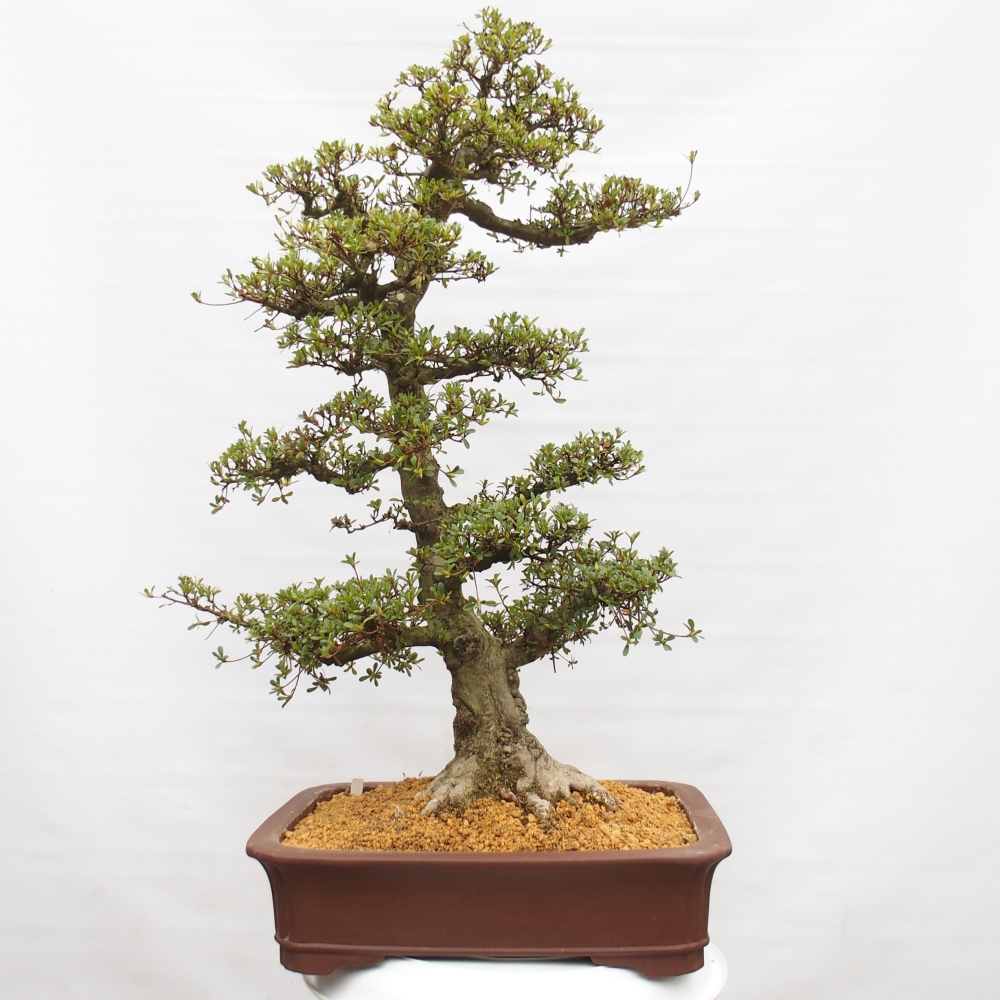 Bonsai zewnętrzne - Azalia japońska - Azalia Tochizumi