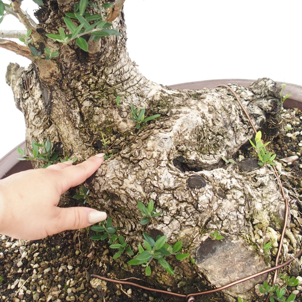 Kryte bonsai - Olea europaea sylvestris - Europejska oliwa z małych liści