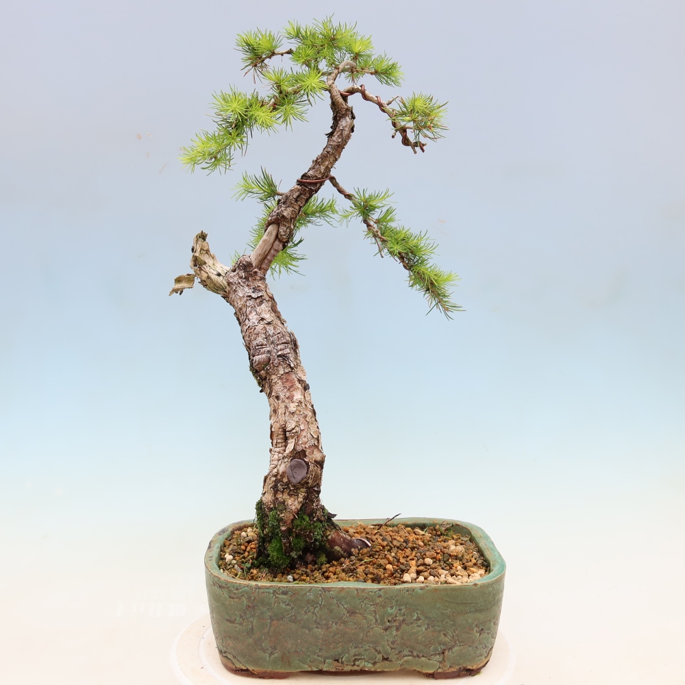 Bonsai zewnętrzne - Larix decidua - Modrzew