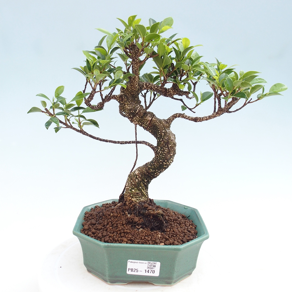 Kryty bonsai - Ficus retusa - figowiec drobnolistny