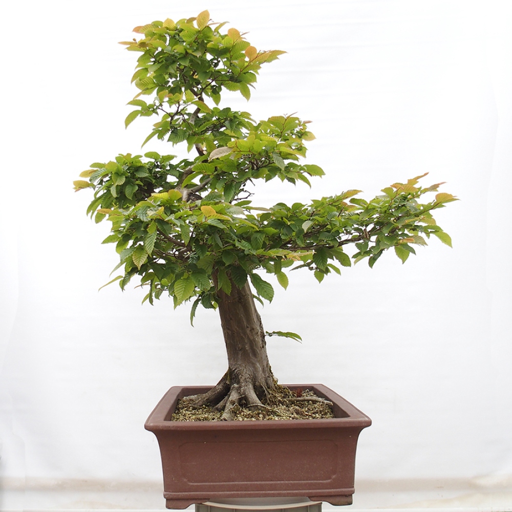 Bonsai zewnętrzne - Grab - Carpinus betulus