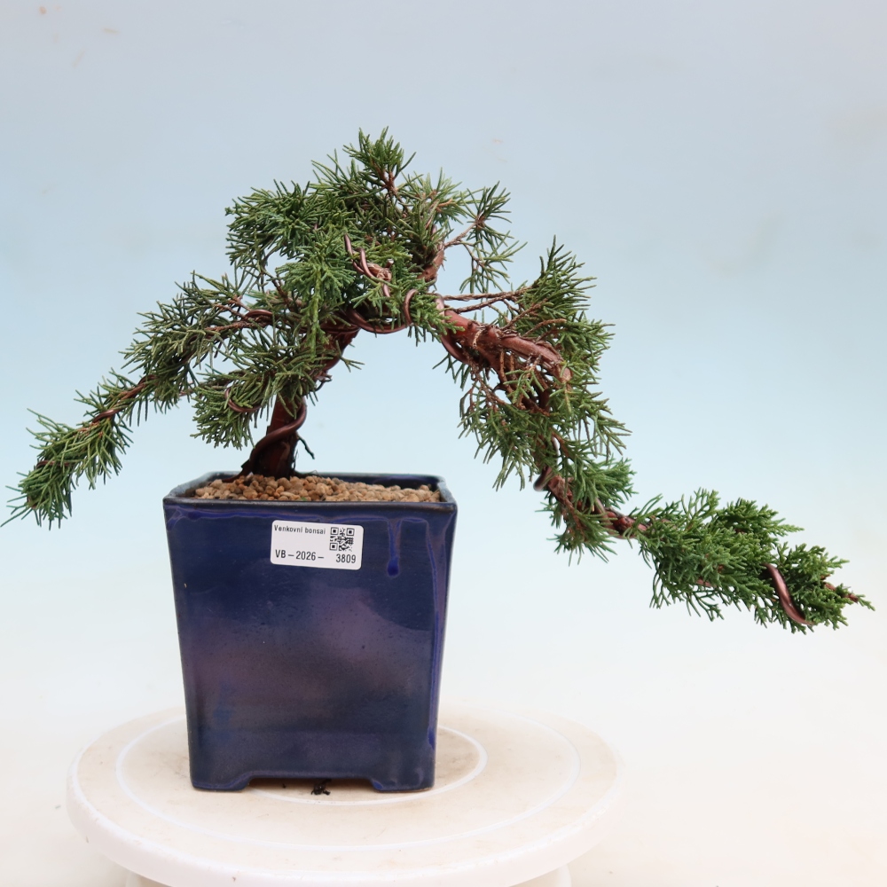 Outdoor bonsai - Juniperus chinensis Kishu