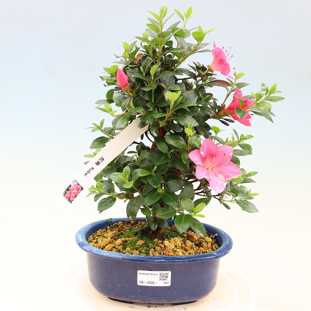 Bonsai zewnętrzne - Azalia japońska - Azalia Kobai