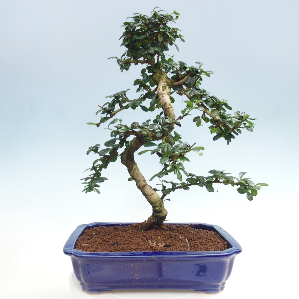 Bonsai pokojowe - Carmona macrophylla - Tea fuki
