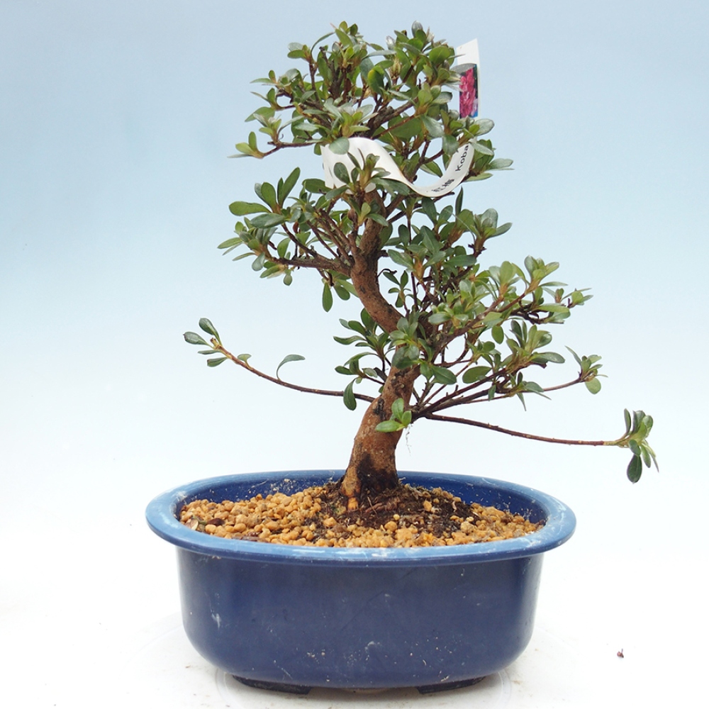 Bonsai zewnętrzne - Azalia japońska - Azalia Kobai