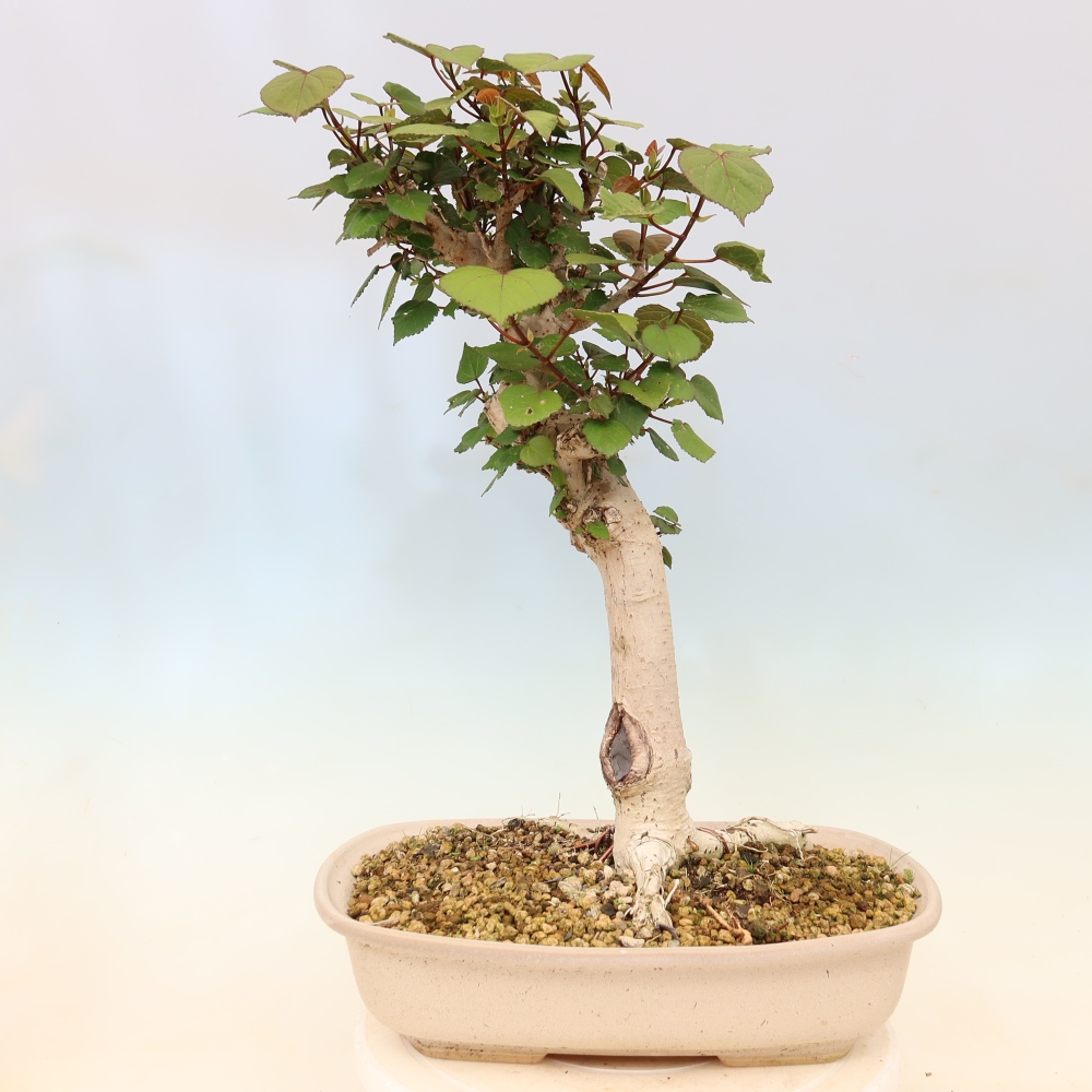 Bonsai domowe - Hibiscus tiliaceus - Hibiskus morski