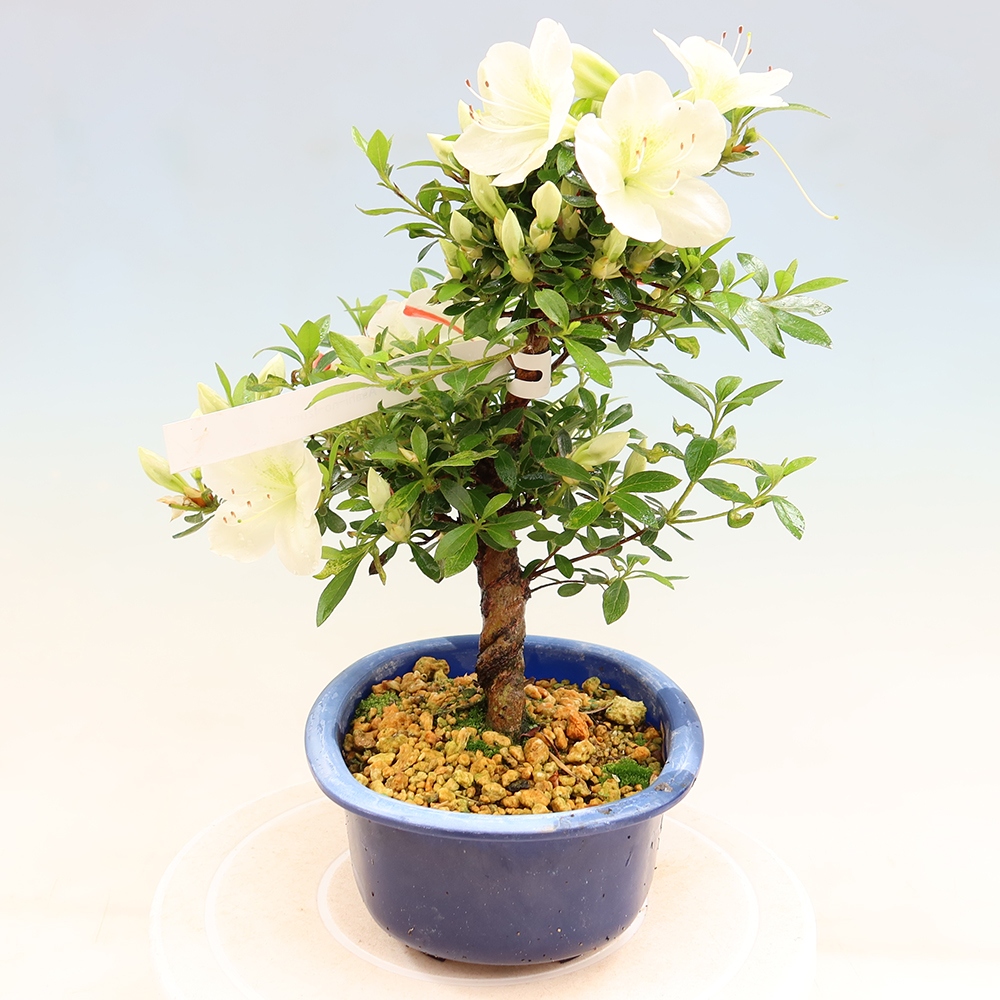 Bonsai zewnętrzne - Azalia japońska - Azalia Asahi-no-izumi