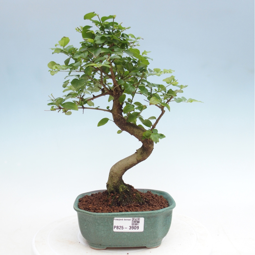 Pokój bonsai - Ligustrum chinensis - Dziób ptaka