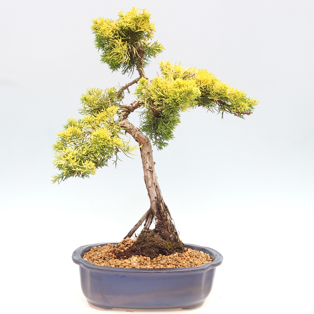Bonsai plenerowe - Juniperus chinensis plumosa aurea - chiński jałowiec złoty