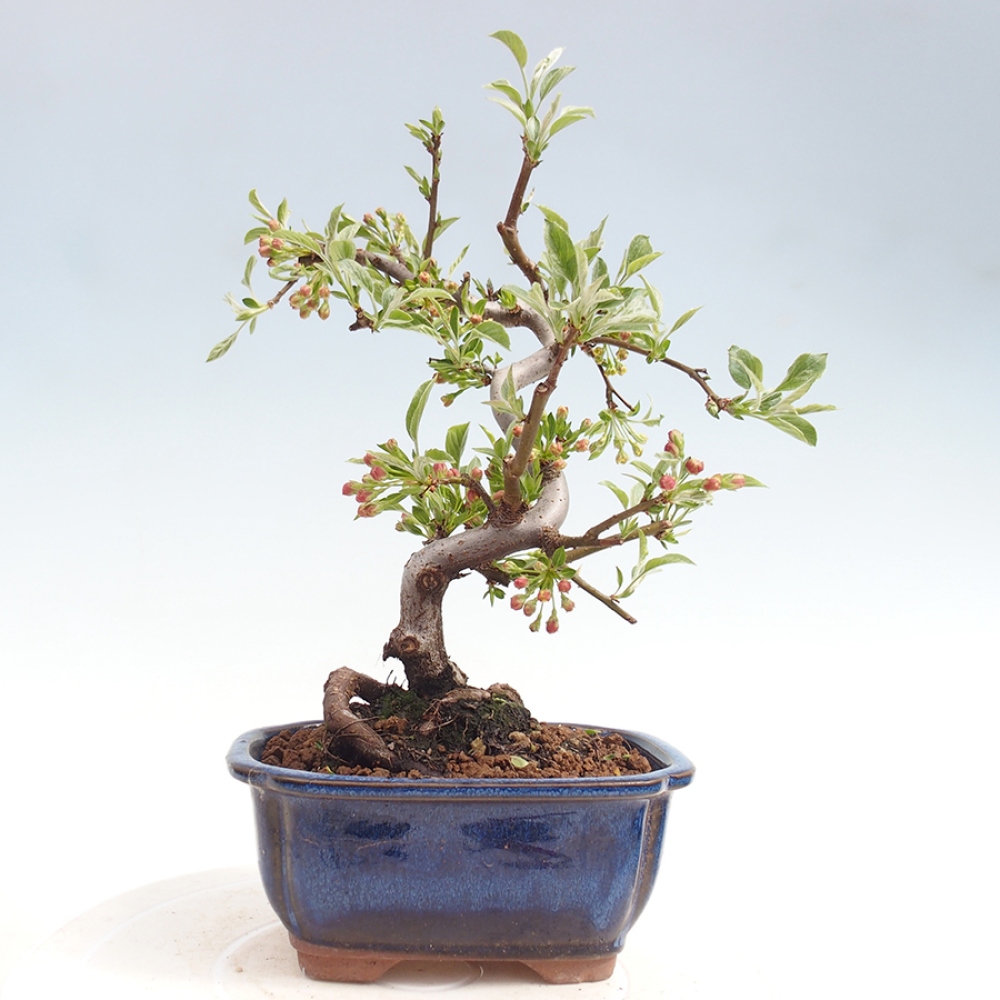 Outdoor bonsai - Malus sargentii - Jabłoń drobnoowocowa