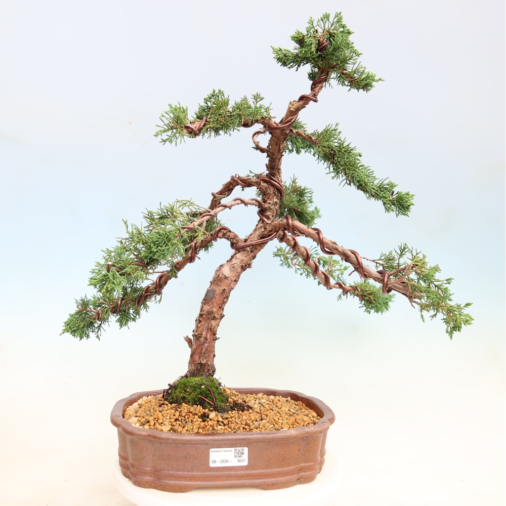 Outdoor bonsai - Juniperus chinensis Kishu