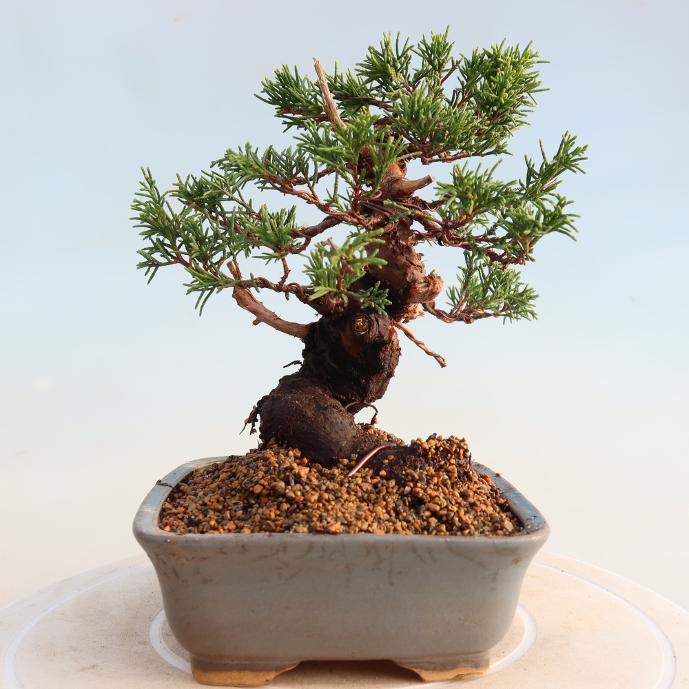 Outdoor bonsai - Juniperus chinensis Itoigawa - Jałowiec chiński