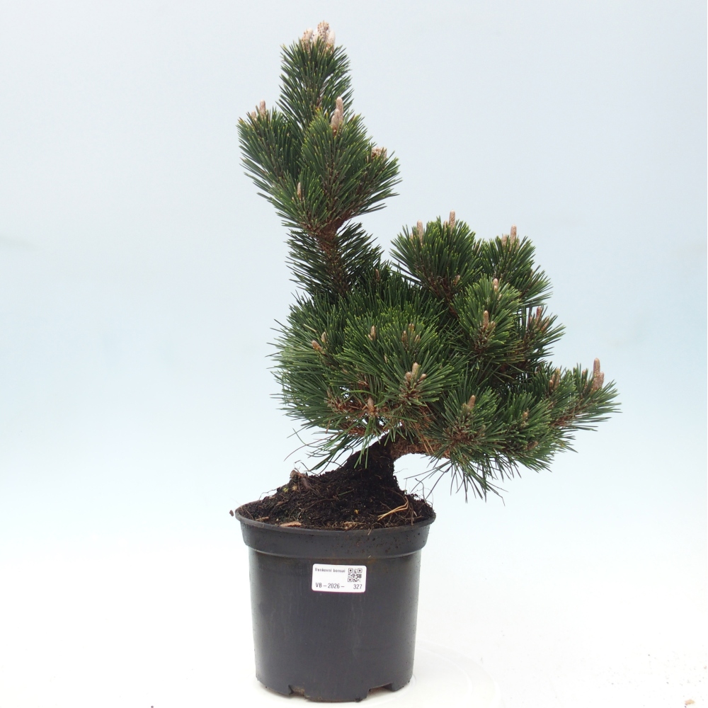 Outdoor bonsai - Pinus thunbergii senjyumaru - Sosna Thunberga