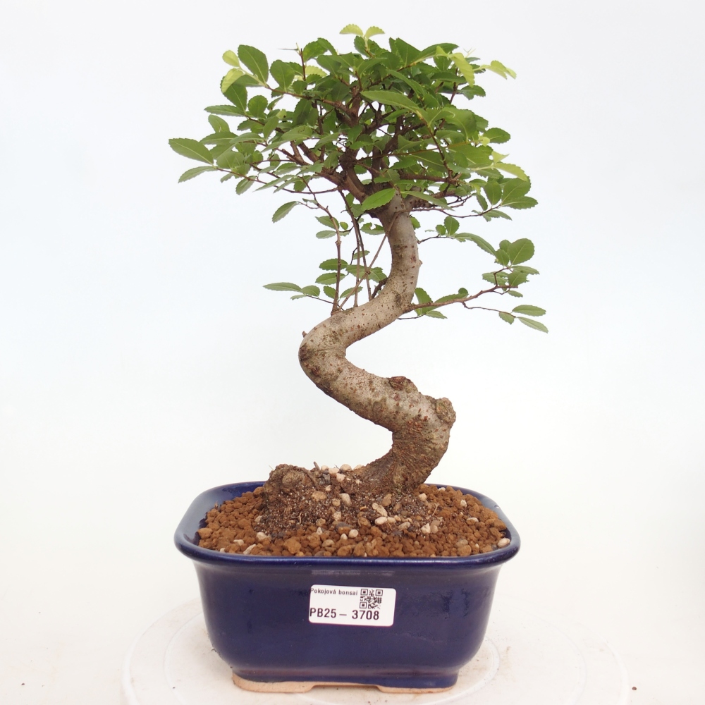 Pokój bonsai - Ulmus parvifolia - Wiąz drobnolistny