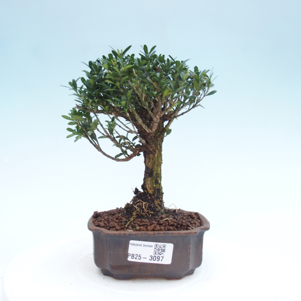 Pokój Bonsai - Buxus harlandii - Bukszpan korkowy