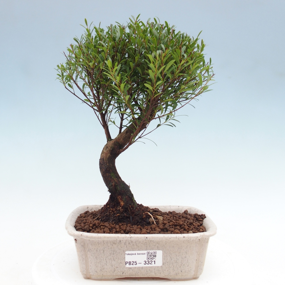Pokój bonsai - Syzygium - Pimento