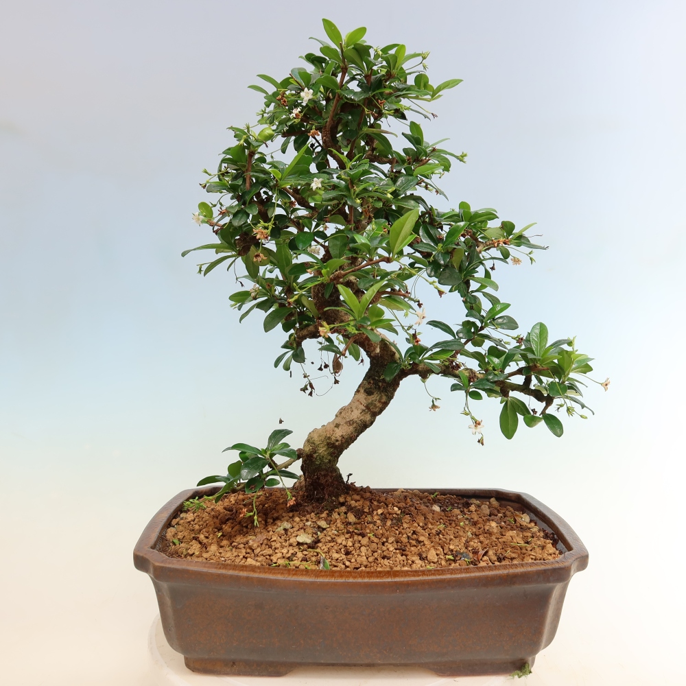 Bonsai pokojowe - Carmona macrophylla - Tea fuki