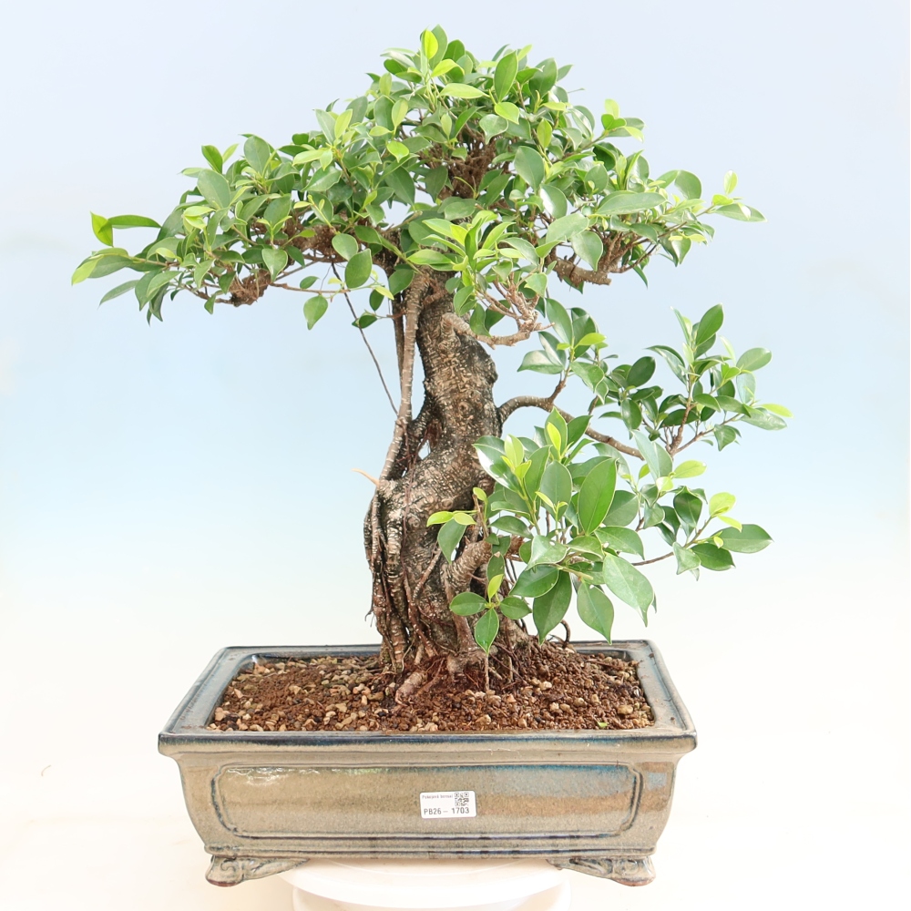 Pokój bonsai - Ficus kimmen - figowiec drobnolistny