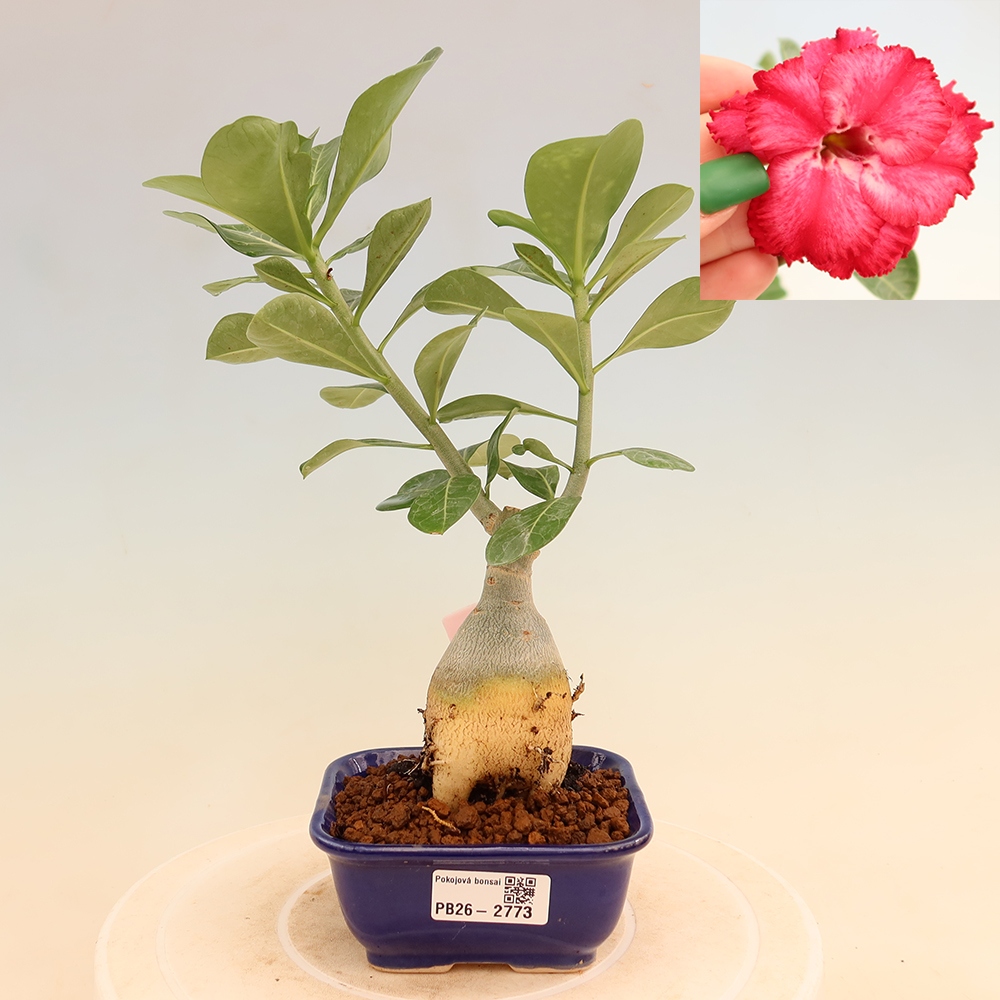 Bonsai pokojowe – Adenium obesum szczepione V.F.S.326 – Róża pustynna