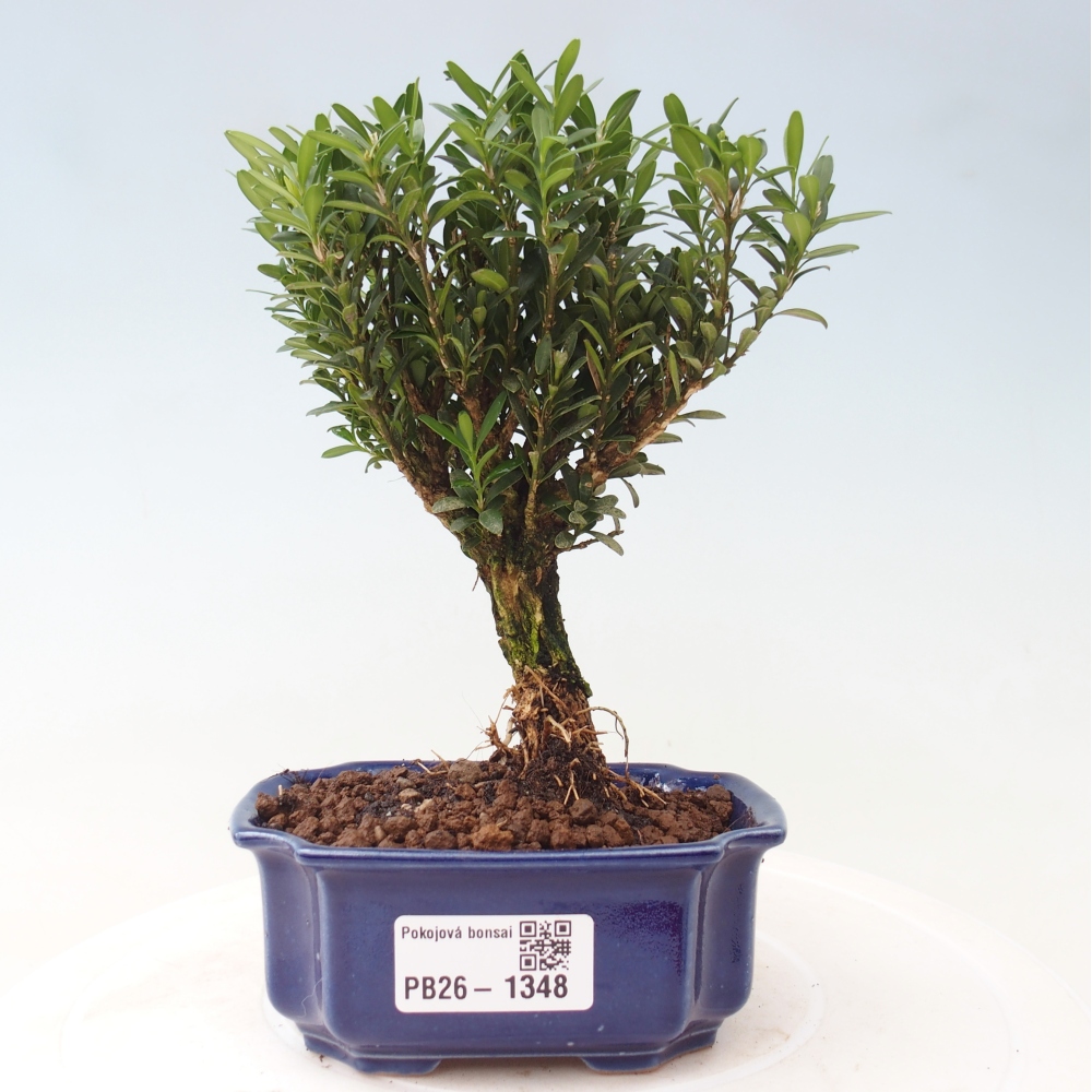 Pokój bonsai - Buxus harlandii - buxus korkowy
