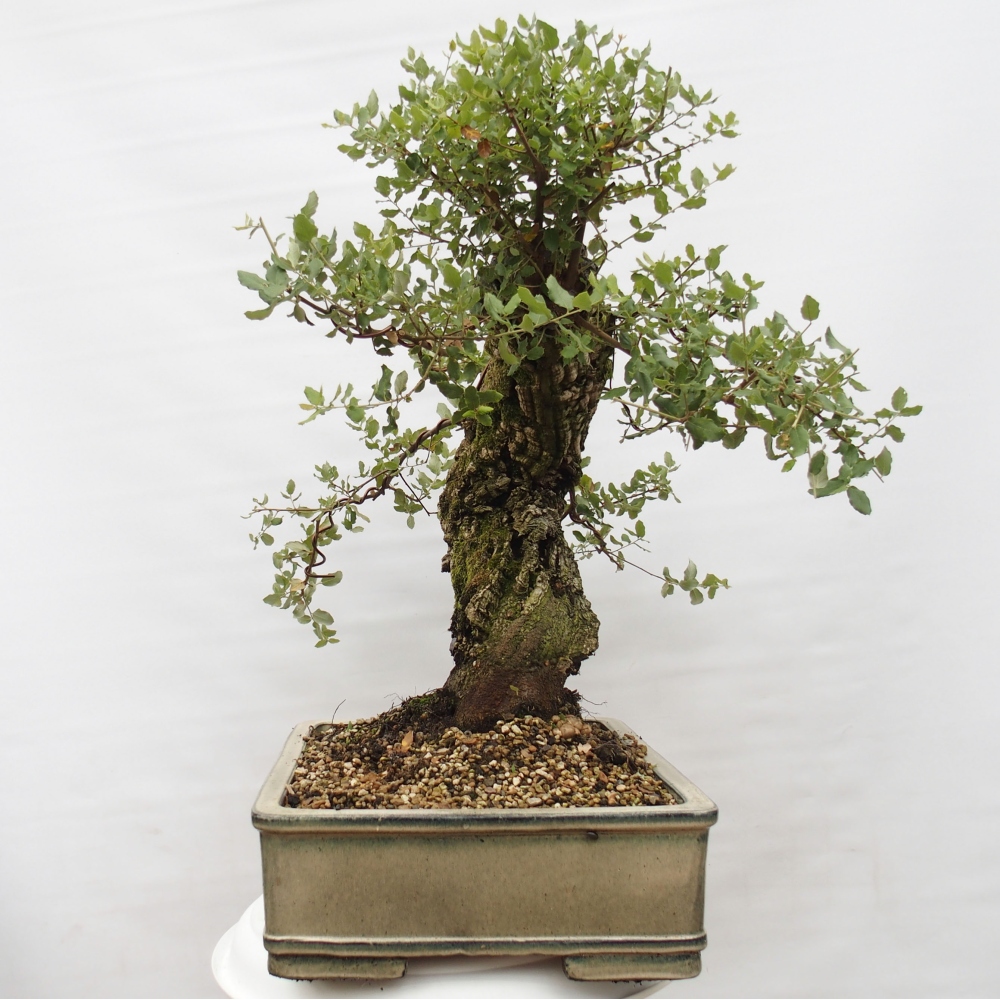 Bonsai zewnętrzne Quercus suber