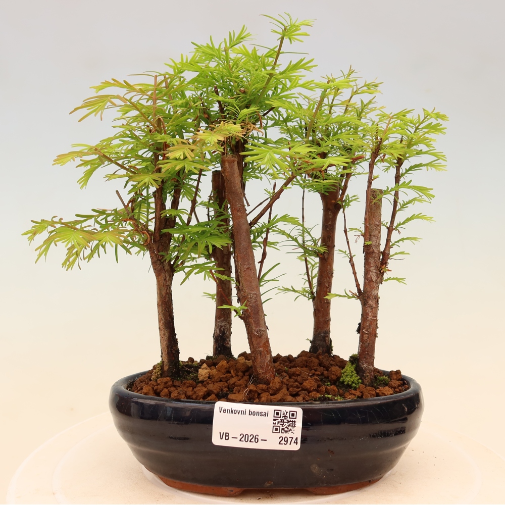Bonsai ogrodowe – Metasequoia glyptostroboides – metasekwoja chińska – zagajnik