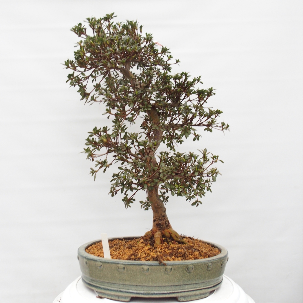 Bonsai zewnętrzne - Azalia japońska - Azalia Akari
