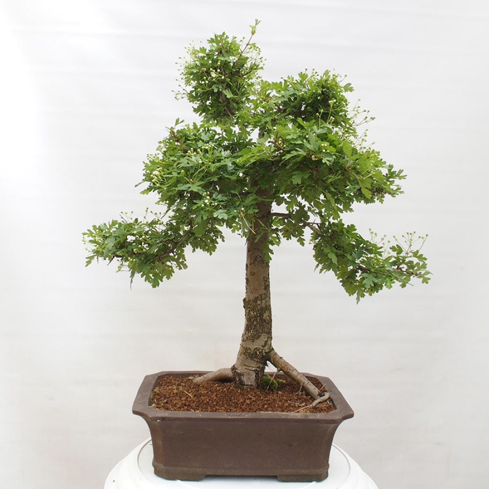 Bonsai zewnętrzne - Głóg - Crataegus monogyna