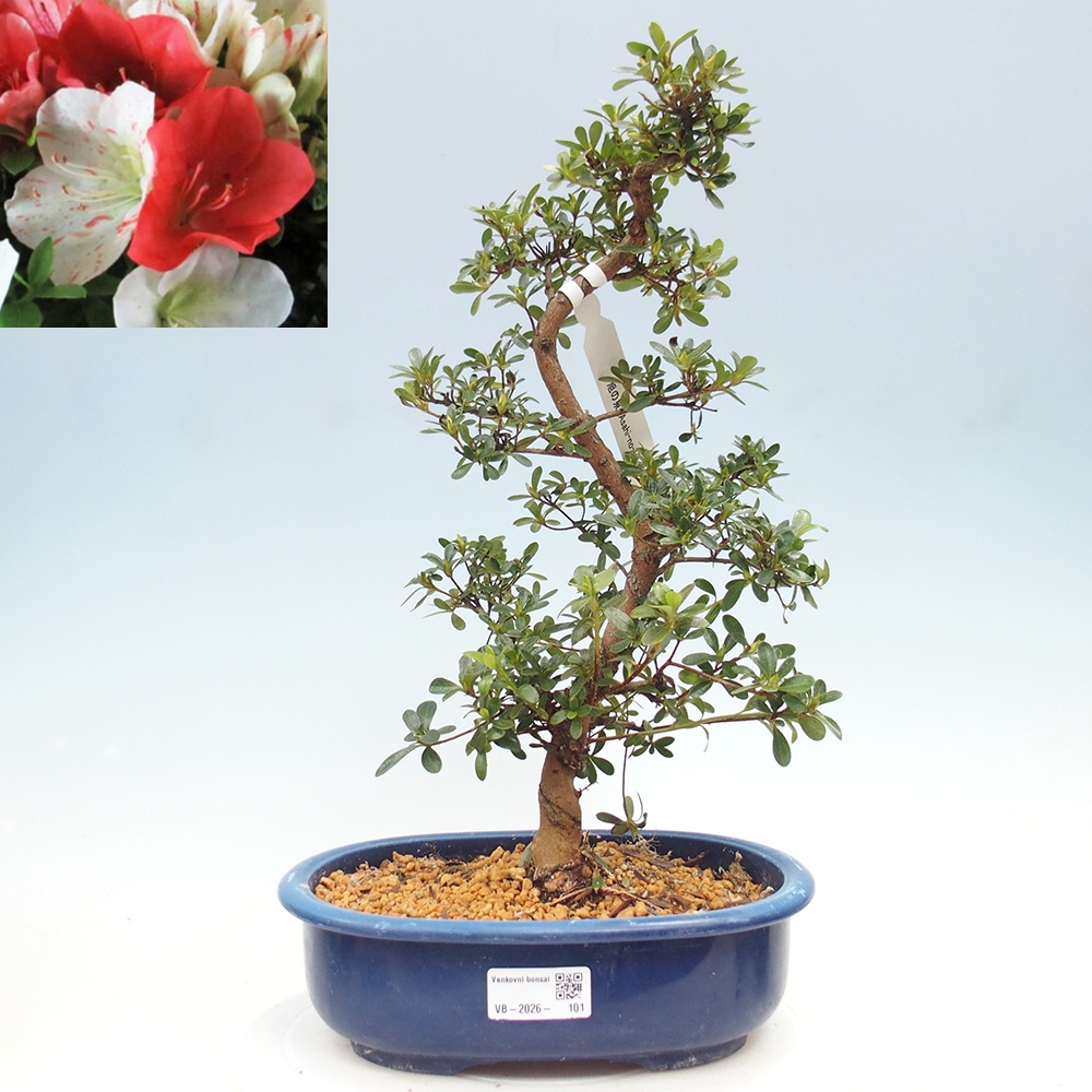Bonsai zewnętrzne - Azalia japońska - Azalia Asahi-no-izumi