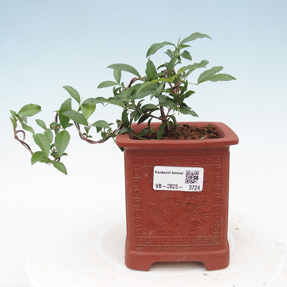 bonsai pokoju - wiśnia Malpighia coccigera- Barbdorská
