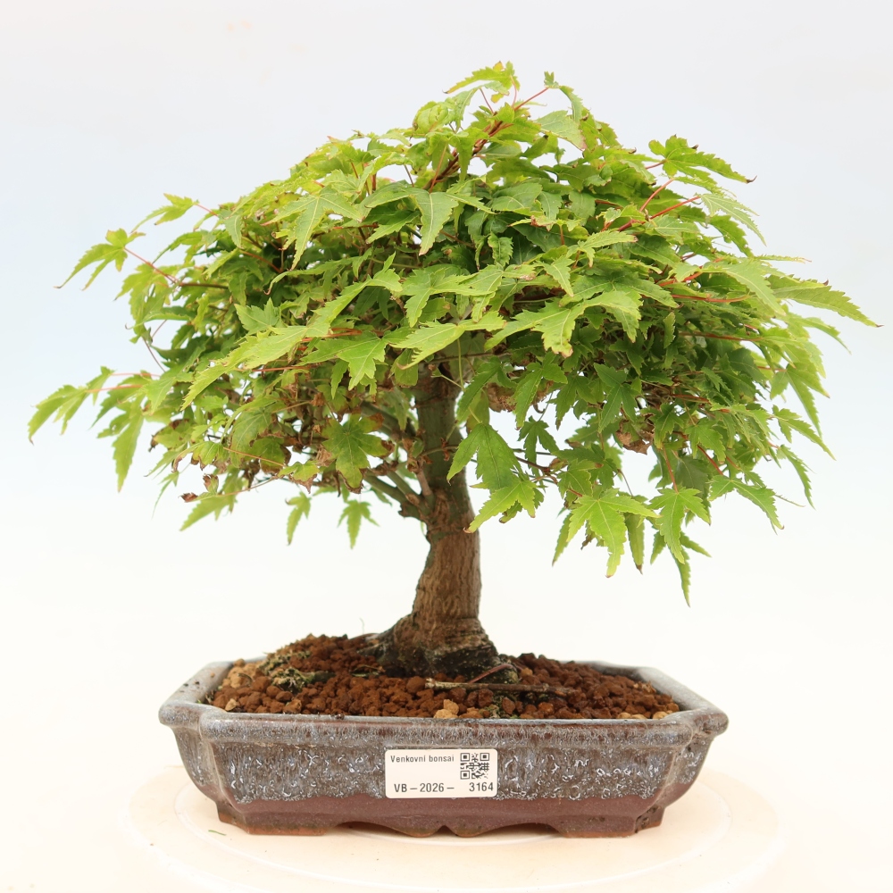 Acer palmatum KIOHIME - klon palmowy