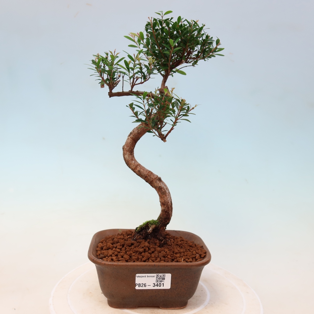 Pokój bonsai - Syzygium - Pimento