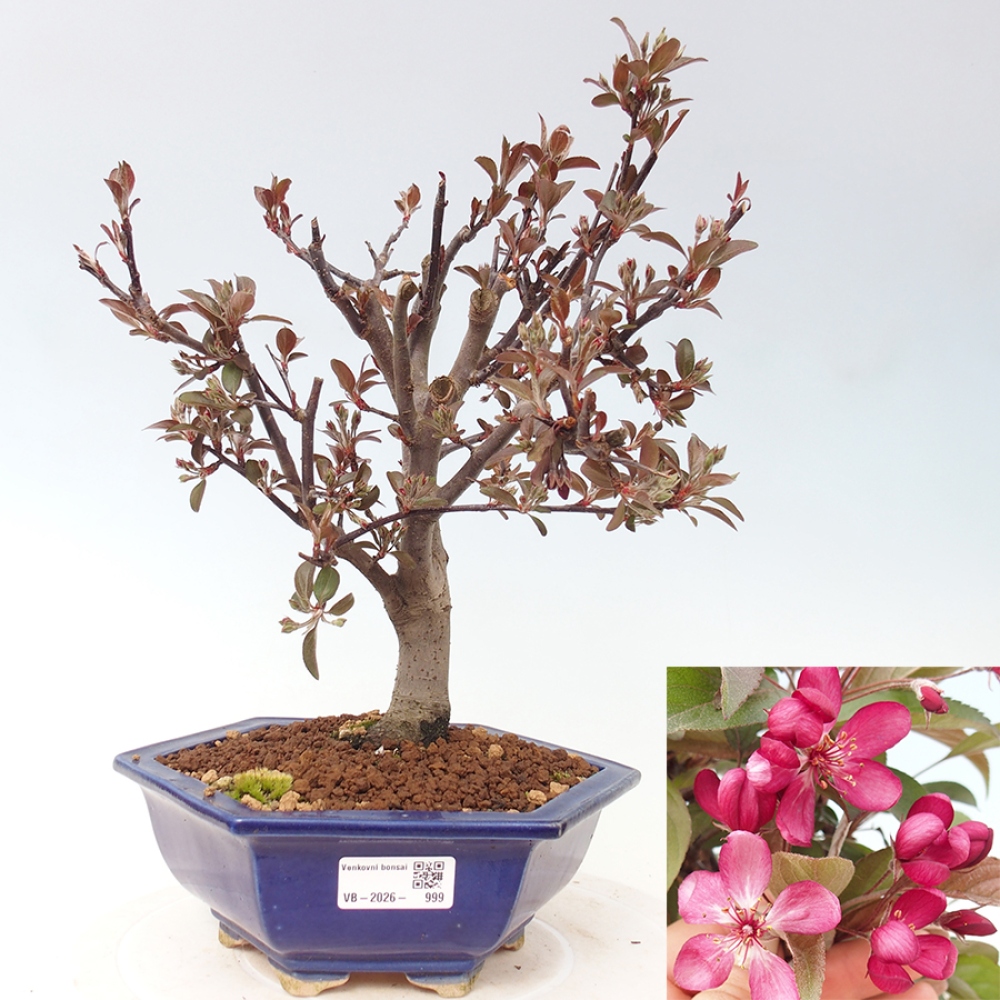 Outdoor bonsai - Malus domestica - Jabłoń czerwonolistna o małych owocach