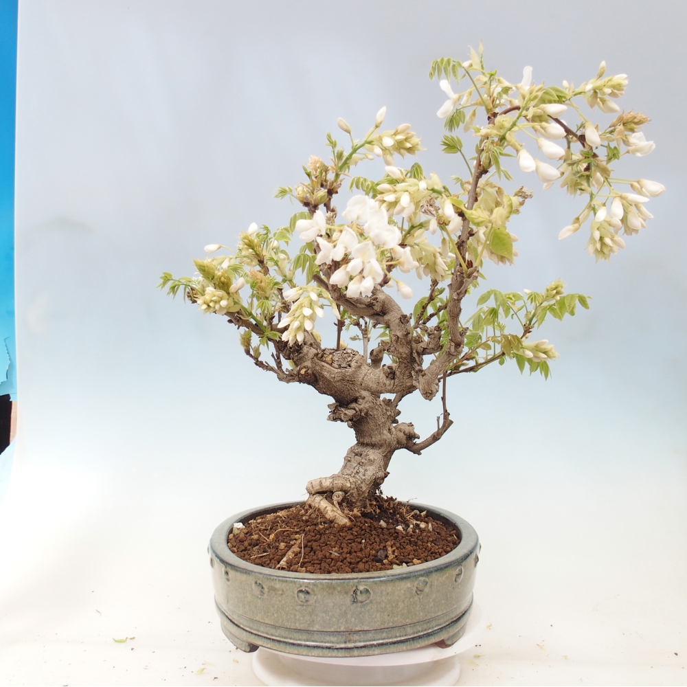 Bonsai zewnętrzne - Vistaria - Wisteria