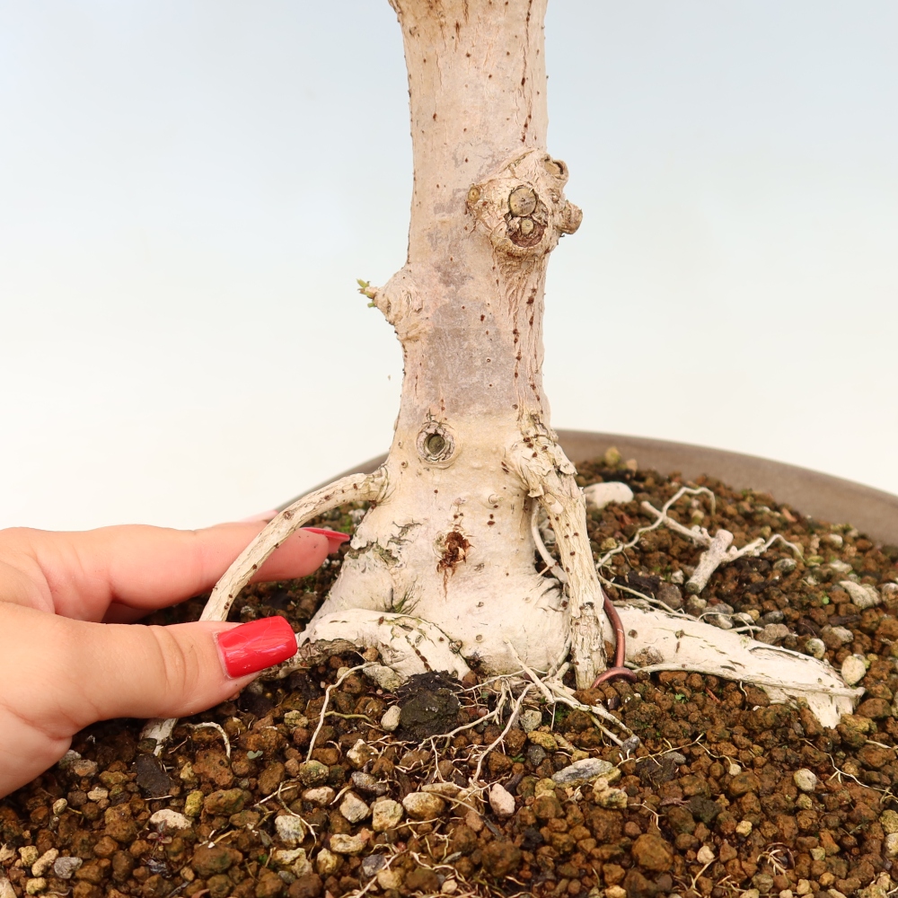 Bonsai domowe - Hibiscus tiliaceus - Hibiskus morski