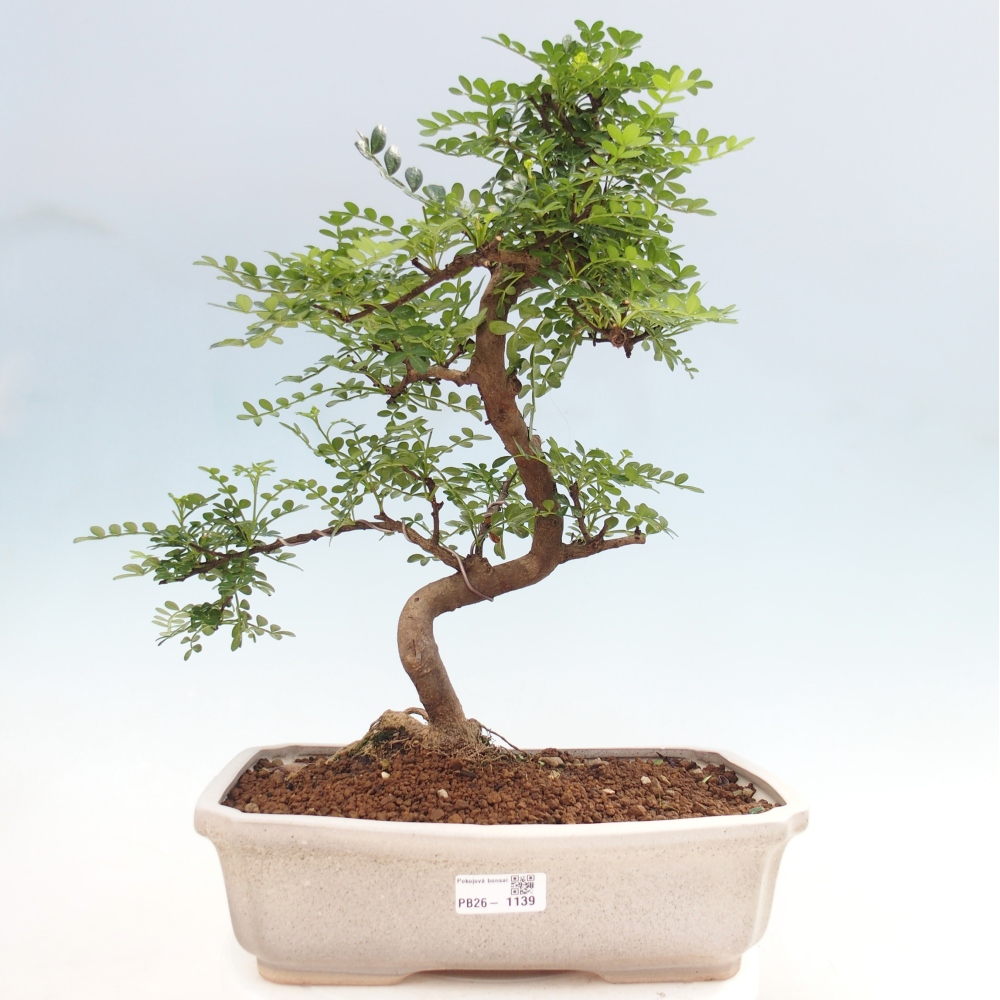 Pokój bonsai - Zantoxylum piperitum - drzewo pieprzowe