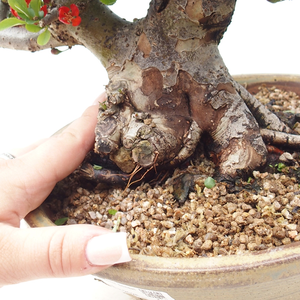 Bonsai zewnętrzne - Chaneomeles speciosa - Pigwa