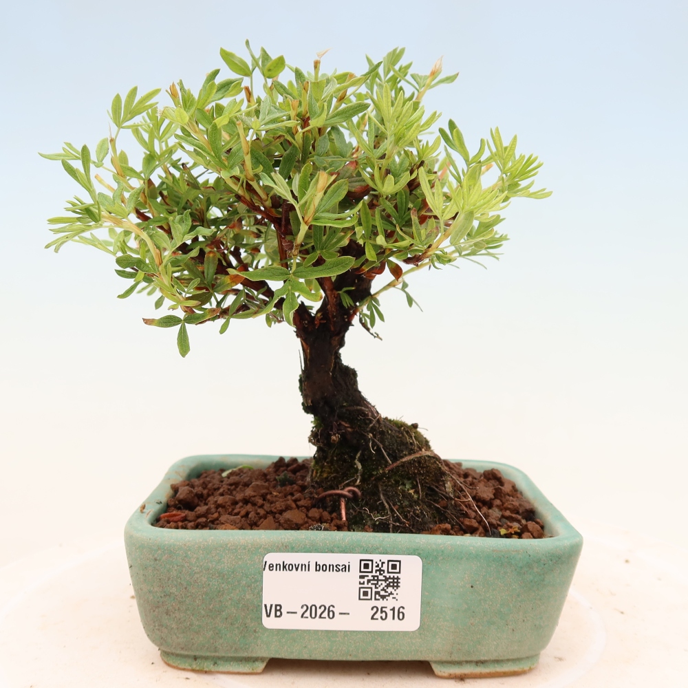 Bonsai zewnętrzne - Potentila fruticosa