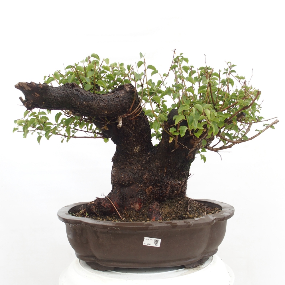 Bonsai na zewnątrz - Mahalebka - Prunus mahaleb