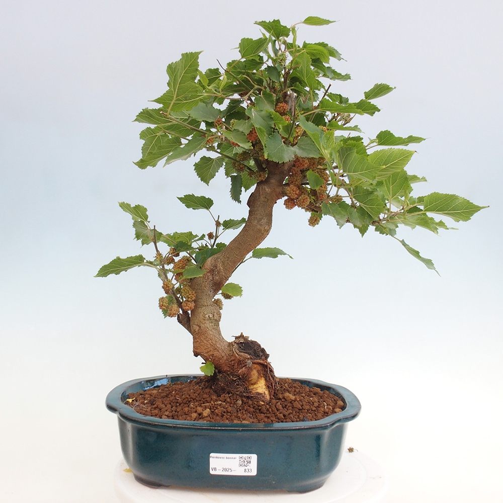 Bonsai outdoor - Morus alba - morwa