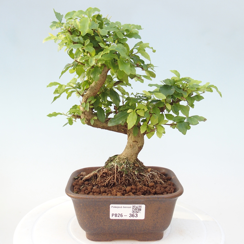 Pokój bonsai - Ligustrum chinensis - Dziób ptaka